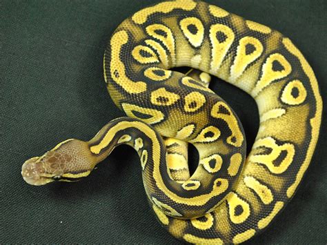Mojave Pastel Red Gene Morph List World Of Ball Pythons
