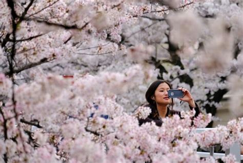 The Art And Science Of Japans Cherry Blossom Forecast