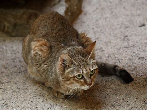 Oman Falbkatze Gordons Wildcat Arabian Wild Cat Felis Silvestris