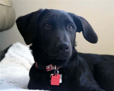 We did not find results for: German Shepherd Lab Mix named Kona - AllMutt.com