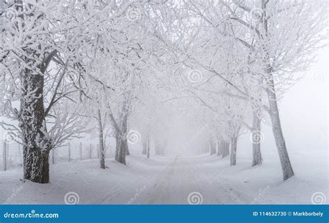 Foggy Frosty Winter Road With Trees Stock Photo Image Of Misty