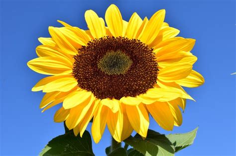 18 Stunning Types Of Sunflowers To Add To Your Summer Garden Garden