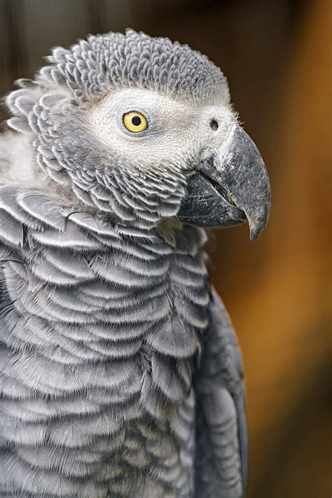 Parrot Bird Beak Gray Hd Mobile Wallpaper Peakpx