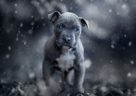 Download Puppy Baby Animal Dog Animal American Pit Bull Terrier Hd