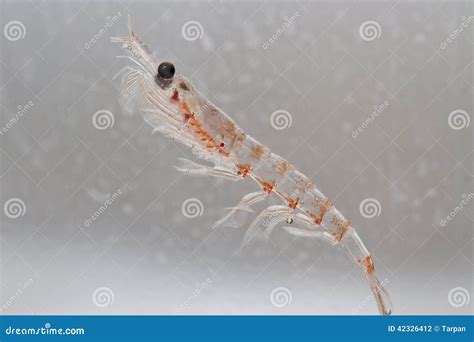 Antarctic Krill In The Water Column Of The Southern Ocean Stock Photo