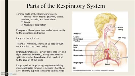 Lecture 5 The Respiratory System Part 1 Youtube