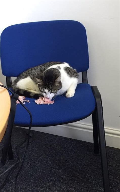 westminster mouse infestation so bad mp penny mordaunt brings her own pedigree cat to office