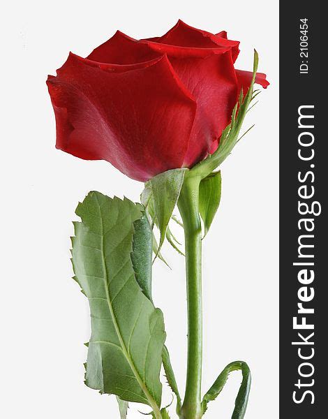 Single Isolated Long Stemmed Red Rose Free Stock Images And Photos