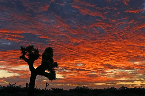 Mojave Desert Sunset Just North Of Edwards Afb Ca The Joshua Trees