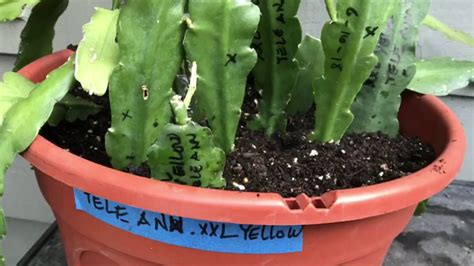 How to grow orchid cactus or epiphyllums: THE FASTEST AND THE MOST EFFECTIVE WAY TO PROPAGATE ...