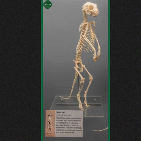 Meerkat Meerkat Bones Skeleton Osteologymuseum Museumofosteology