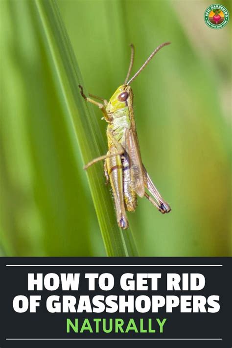 How To Get Rid Of Grasshoppers Natural Grasshopper Control Epic