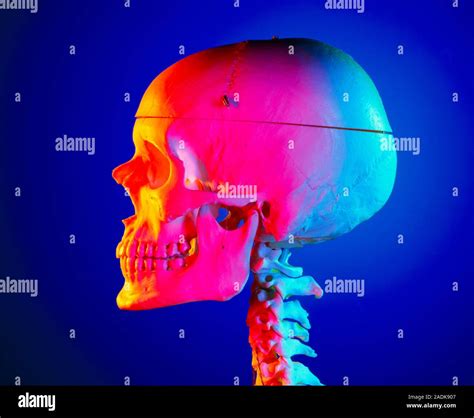 Human Skull Profile Of The Skull From A Female Skeleton At Top Is The