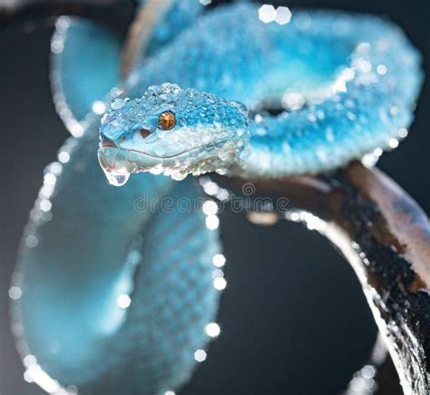 Blue Poisonous Viper Snake From Indonesia Stock Photo Image Of Island
