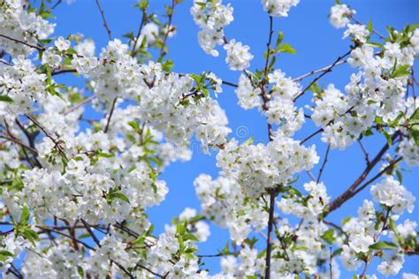 Blossoming Cherry Tree White Flowers Stock Image Image Of Leaf