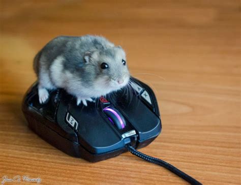 27 Cutest Hamster Pictures Ever Seen On The Internet Stuffmakesmehappy