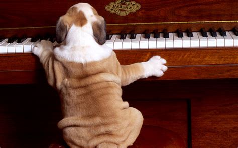 Funny Dog Playing Piano Best Wallpapers Hd Desktop And Mobile Backgrounds