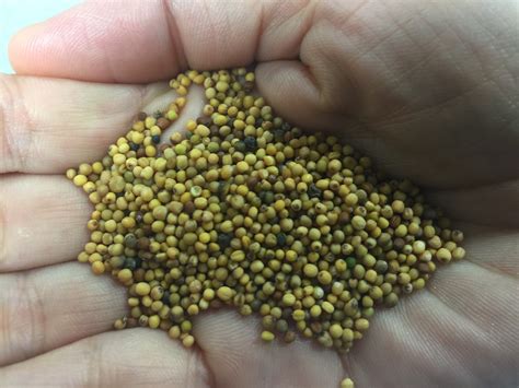 If you are suffering from severe hair fall, have bald patches, or very slow hair g. Qantas experiments with mustard seed biofuel on LA ...
