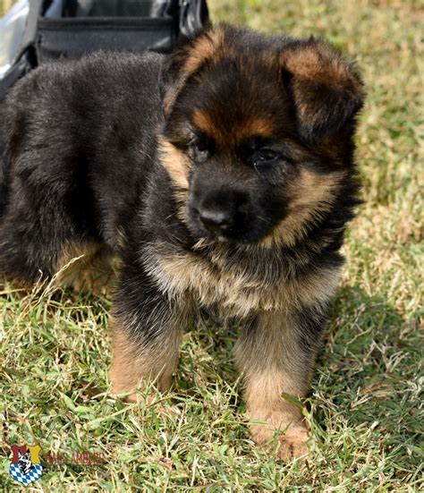 Sold Top Quality Female Puppy Akc Papers German Shepherd Breeder