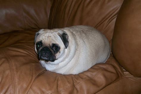 15 Chubby Pugs To Brighten Your Day