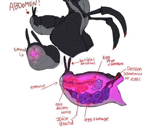Rule 34 1girls Antennae Anatomy Anthro Arthropod Arthropod Abdomen