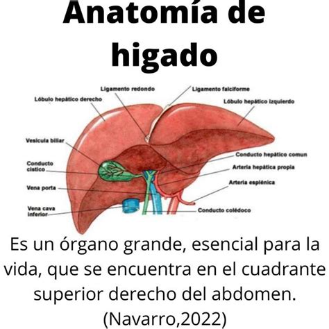 Anatomía Del Hígado Lasaludseprotege Udocz