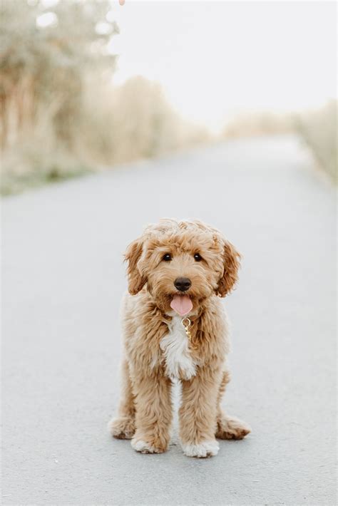 Goldendoodle Puppy In 2021 Cute Baby Dogs Cute Baby Animals