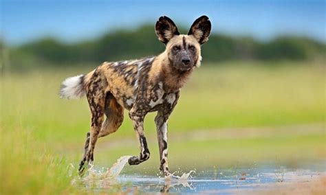 Facts About African Wild Dog Samburu National Reserve Laikapia