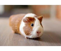 If you see that they are steadily gaining weight, they may be pregnant. How to Tell if Your Guinea Pig Is Pregnant (with Pictures ...