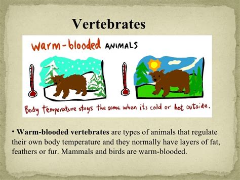 Vertebrates and invertebrates
