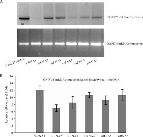 Knockdown Of Cp Pvy By Sirnas In Chinese Hamster Ovary Cells The Cho K