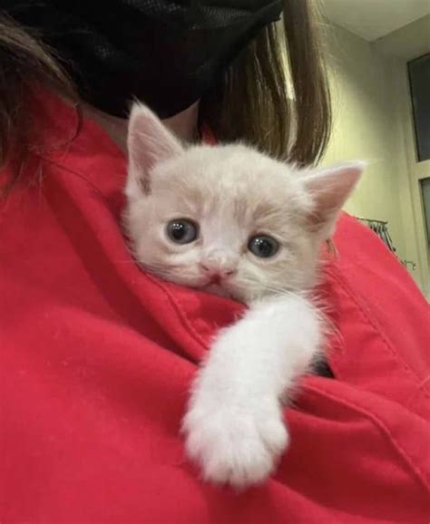 Abandoned Kitten With A Cleft Lip Finds Comfort In A Friendly Cat We