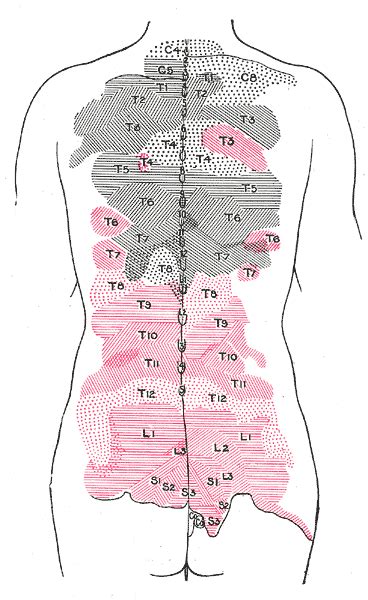 Thoracic Nerves Wikidoc
