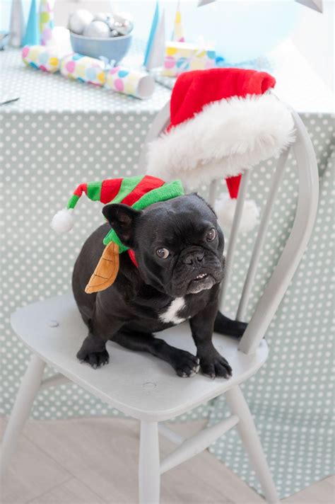 French Bulldog Not A Very Willing Model At Christmas Table Linen Shoot