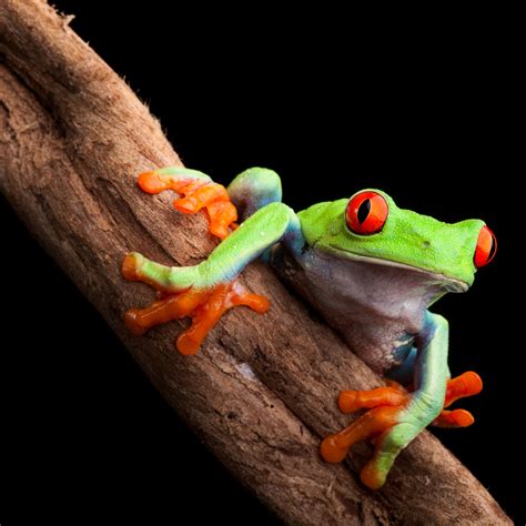 Red Eyed Tree Frog Species Guide All Must Know Facts And Pics