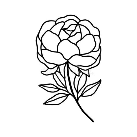 Hand Drawn Peony Rose Flower And Leaf Illustration Line Art Of Nature