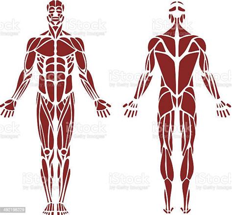 Menschlicher Muskel Stock Vektor Art Und Mehr Bilder Von Anatomie Istock