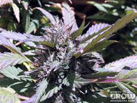 Organic Cannabis Seeds Our Top Picks For Auto Regular And Feminised