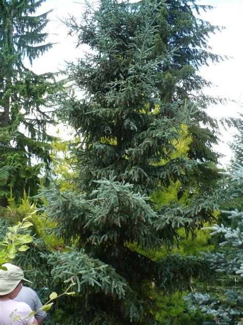 Picea Possibly Picea X Troemner Conifers Garden Evergreen Conifers
