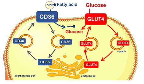Myocardial Lipid Metabolism Targeting Cd36 To Treat Cardiac Disease