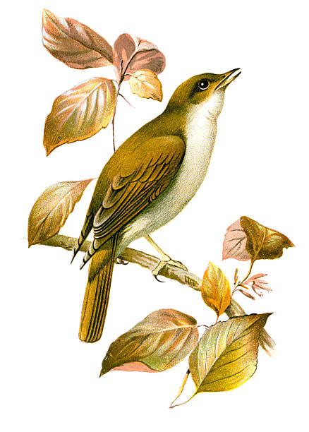950 Nightingale Bird Stock Illustrations Royalty Free Vector Graphics