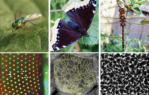 Optics And Photonics News What Computer Vision Can Learn From Insect Vision