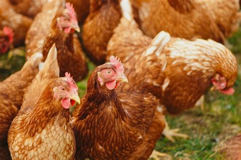 The Complete Guide To Raising Backyard Chickens Greener Ideal