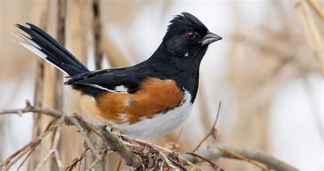 Eastern Towhee Life History All About Birds Cornell Lab Of Ornithology