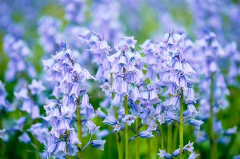 6 Different Types Of Bluebell Flowers What To Look For In The Wild