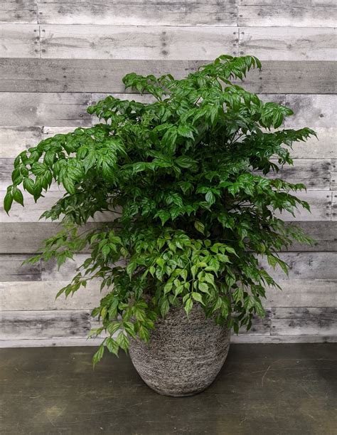 Regular pruning is the primary form of chinese doll plant maintenance and should be done regularly to maintain an attractive and thriving plant. China Doll Plant in McLean, VA | Flowers & Plants, Etc.