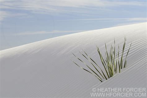 Nature Wildlife And Bird Photography Of Heather Forcier White Sands