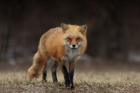 Sierra Nevada Red Fox To Be Listed Under Protection Of Endangered