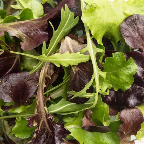 Spring Lettuce Mix 1 G Packet ~900 Seeds Cool Weather Colorful