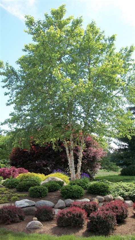 Front Yard River Birch Tree A Beautiful Addition To Your Home